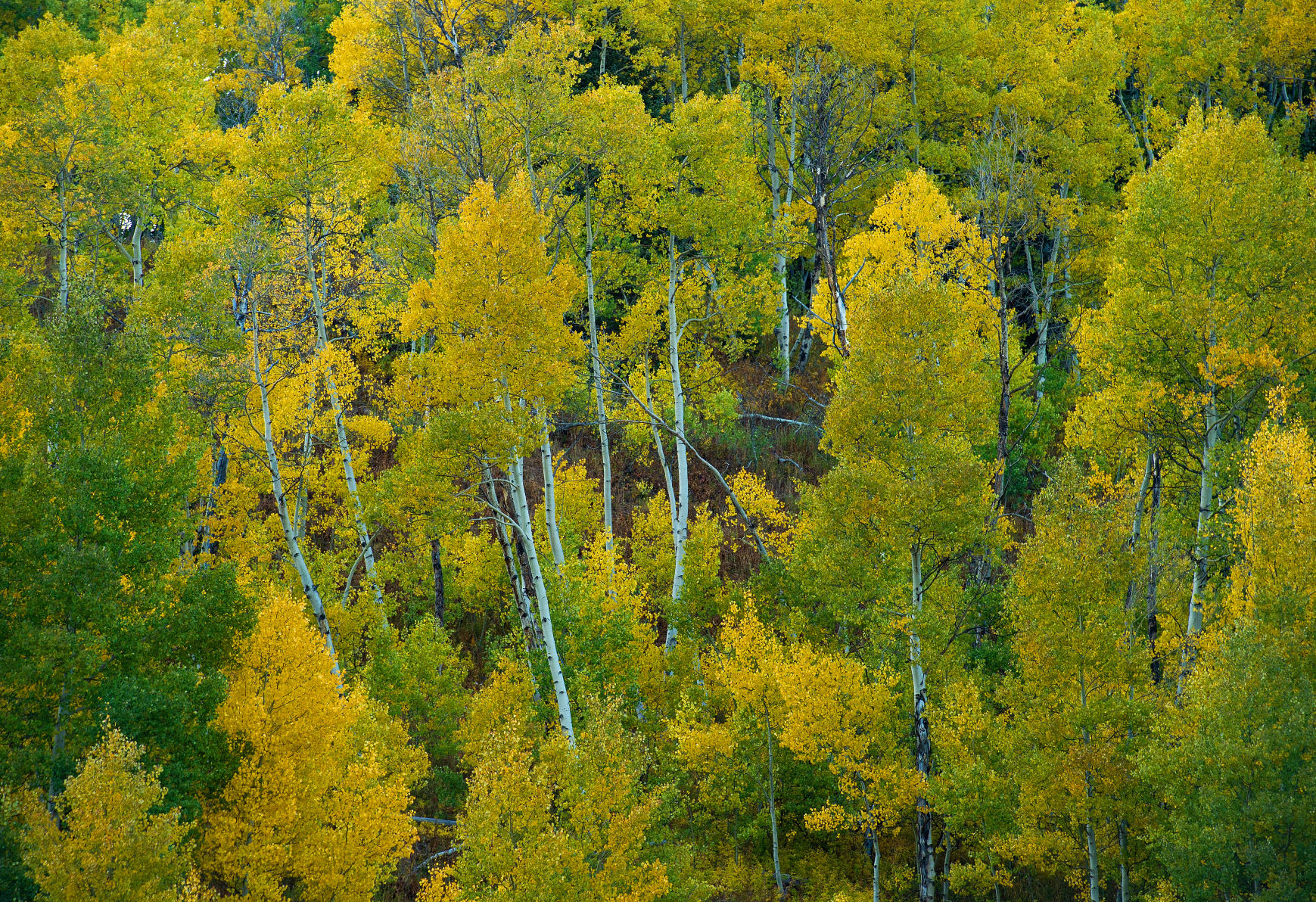 09_24_19 crested butte1384.jpg